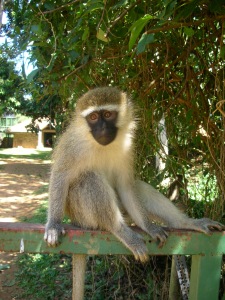 Vervet Monkey at the Wildlife Sanctuary